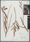 Foto von Salix alba L.